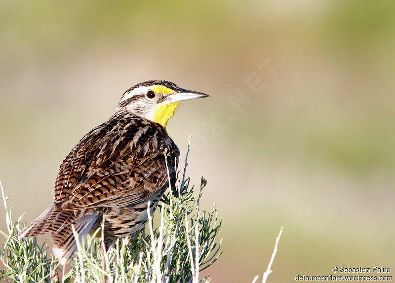 Western Meadowlarkadult breeding