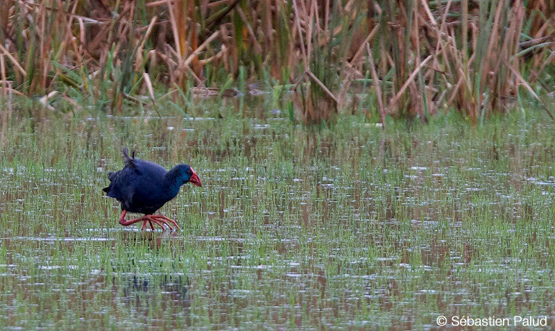 Western Swamphen