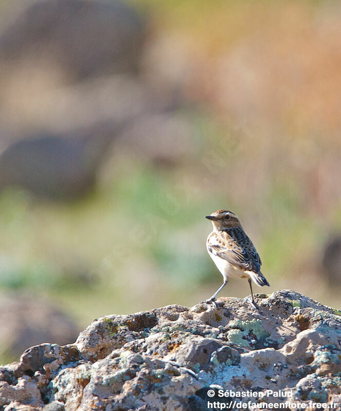 Whinchat