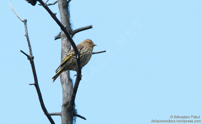 Pine Siskin male adult, identification