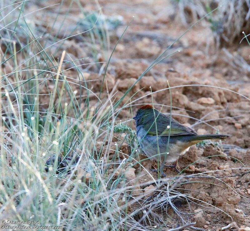 Green-tailed Towhee