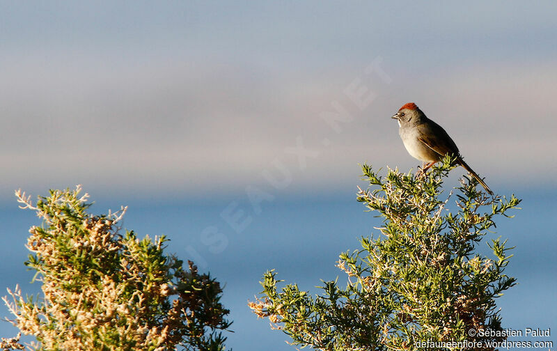 Green-tailed Towheeadult