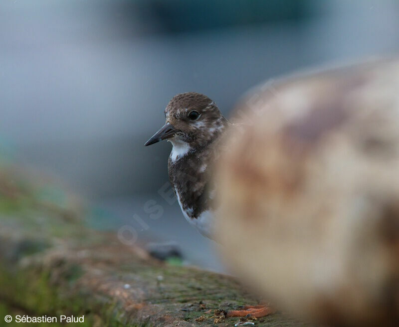 Ruddy Turnstone