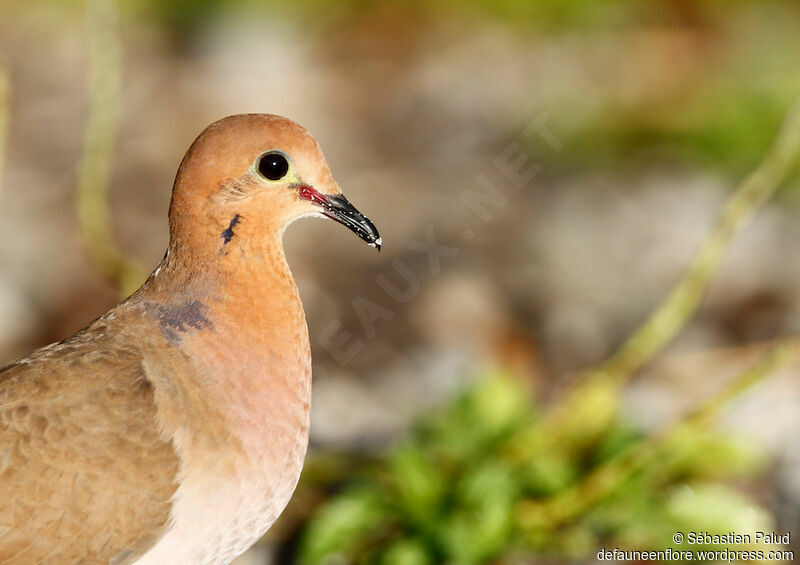 Zenaida Dove