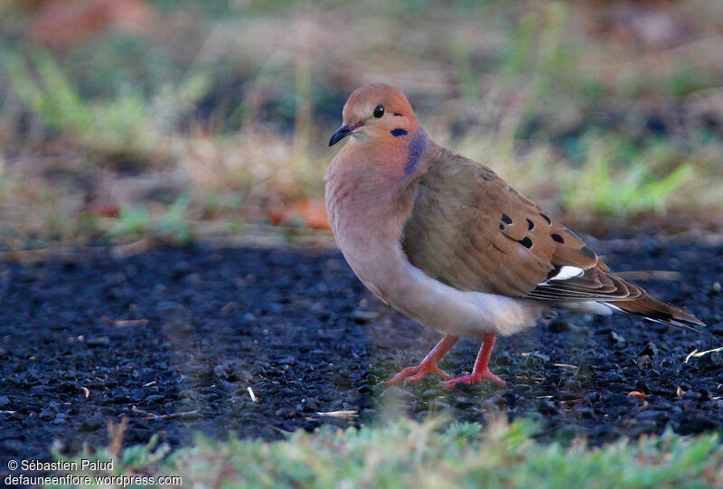 Zenaida Dove