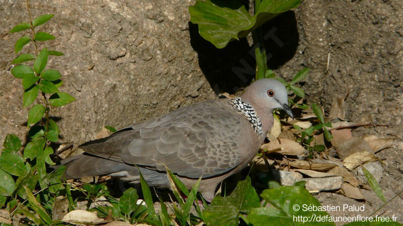 Spotted Dove