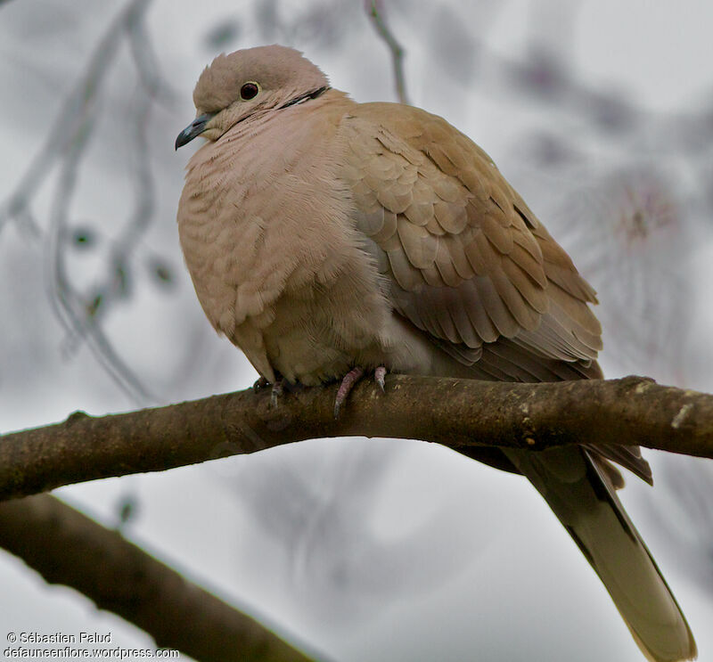 Eurasian Collared Dove