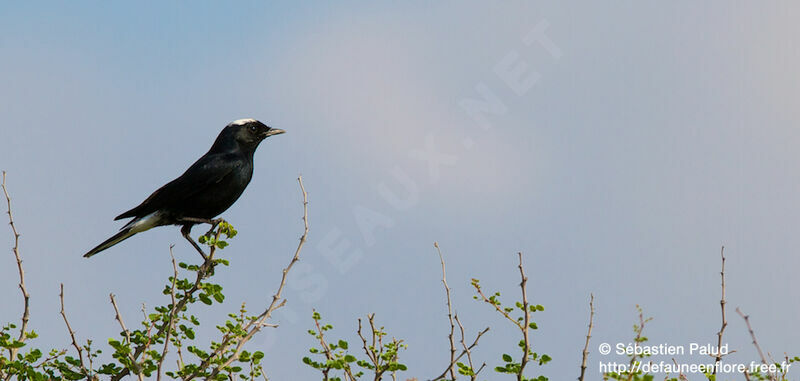 White-crowned Wheatear