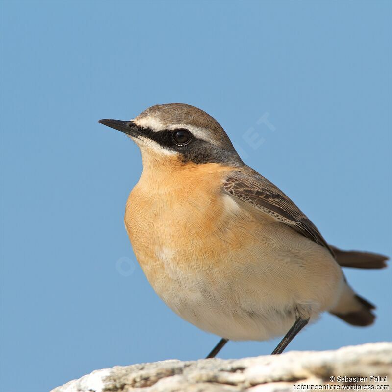 Northern Wheatear