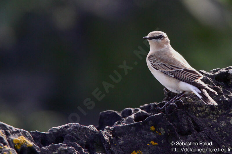 Northern Wheatear