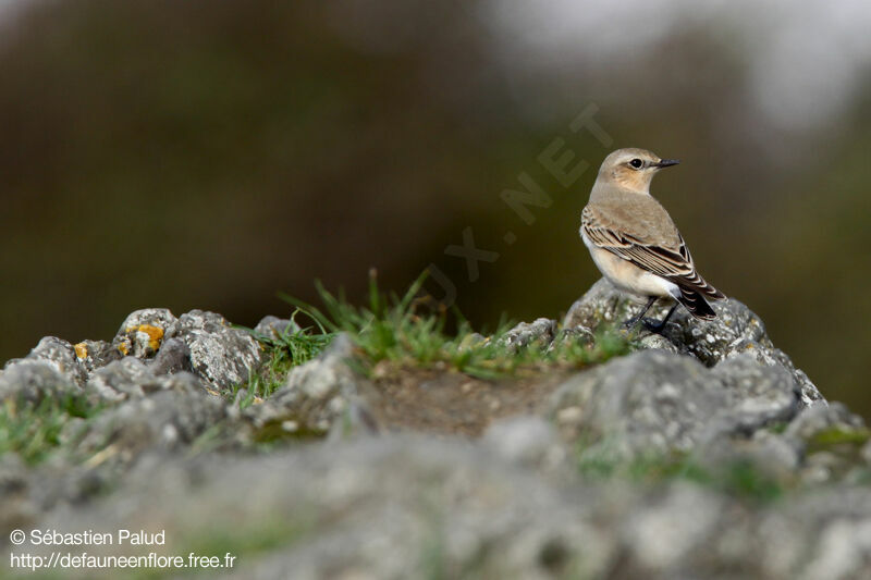 Northern Wheatear