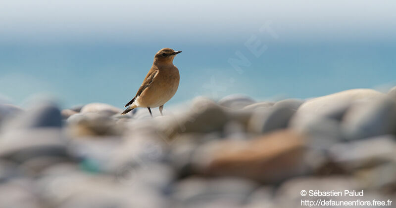 Northern Wheatear