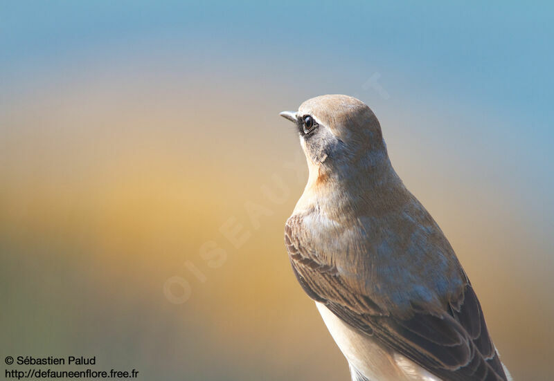 Northern Wheatear