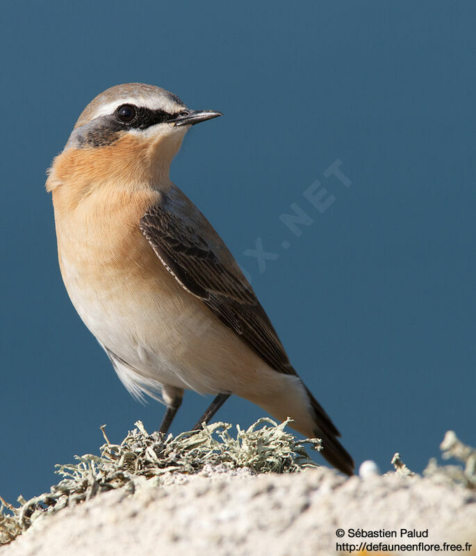 Northern Wheatear