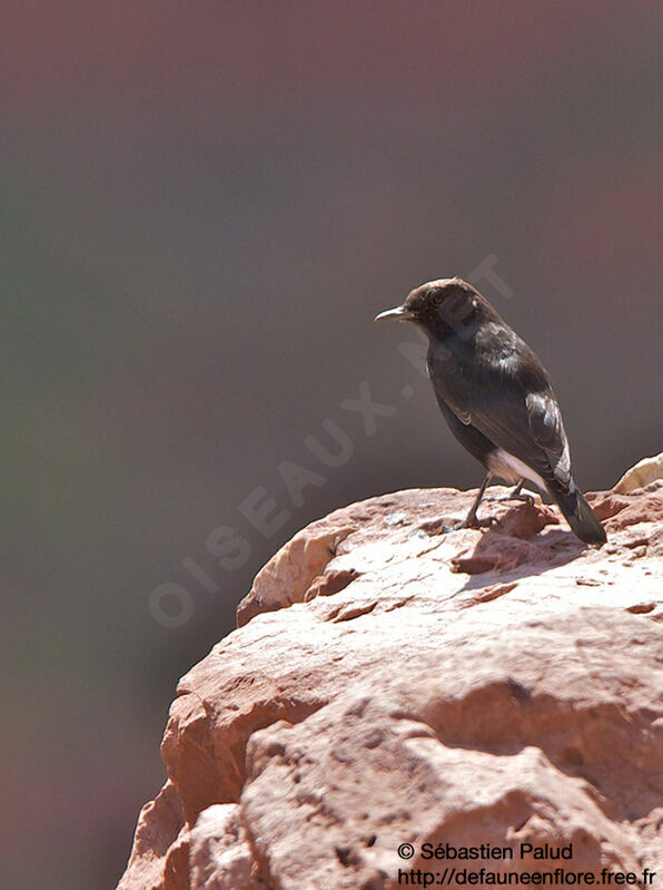 Black Wheatear