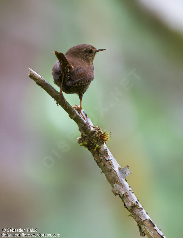 Pacific Wrenadult