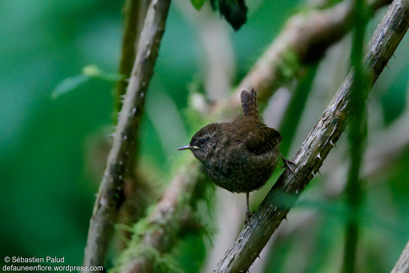 Troglodyte de Bairdjuvénile, identification