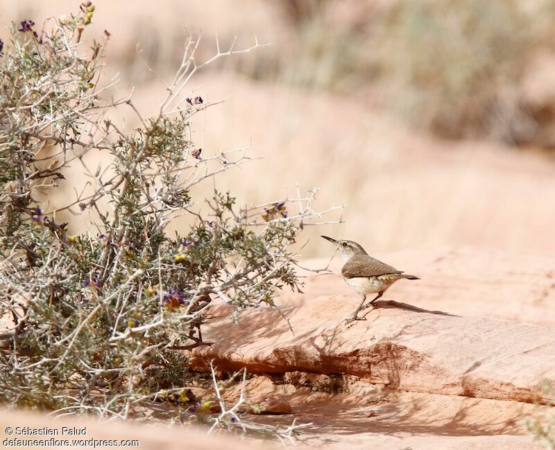 Rock Wren