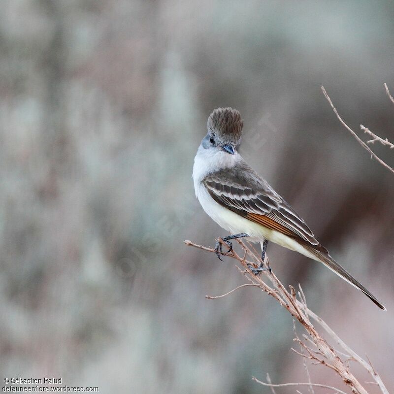 Ash-throated Flycatcher