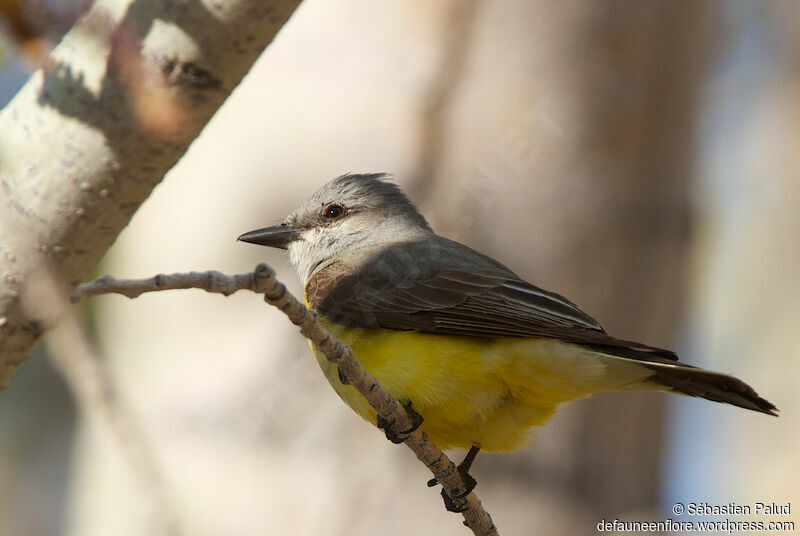 Western Kingbirdadult