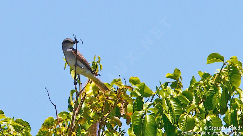 Grey Kingbird