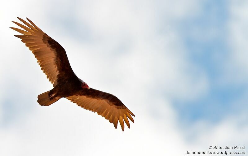 Turkey Vulture