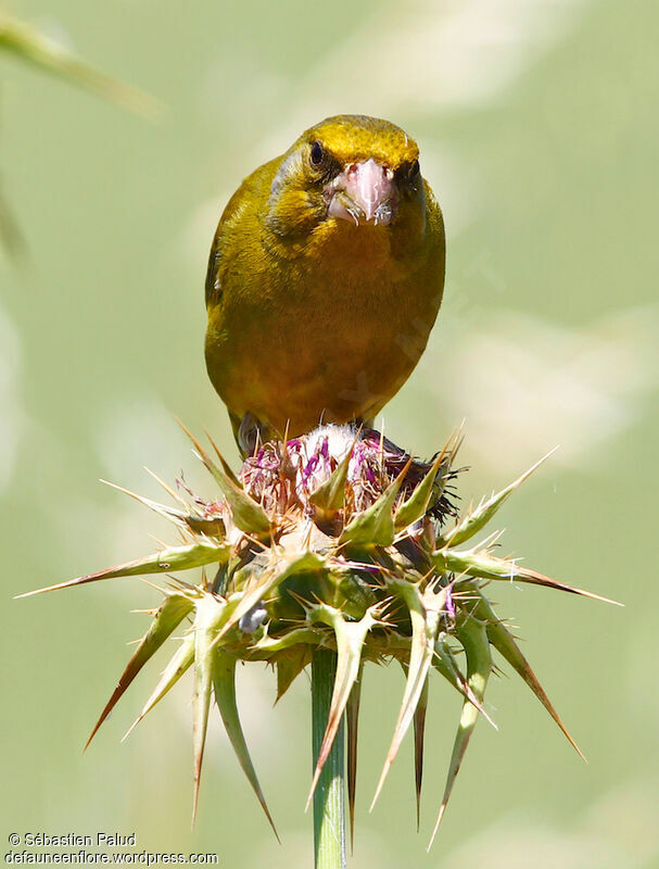 European Greenfinch