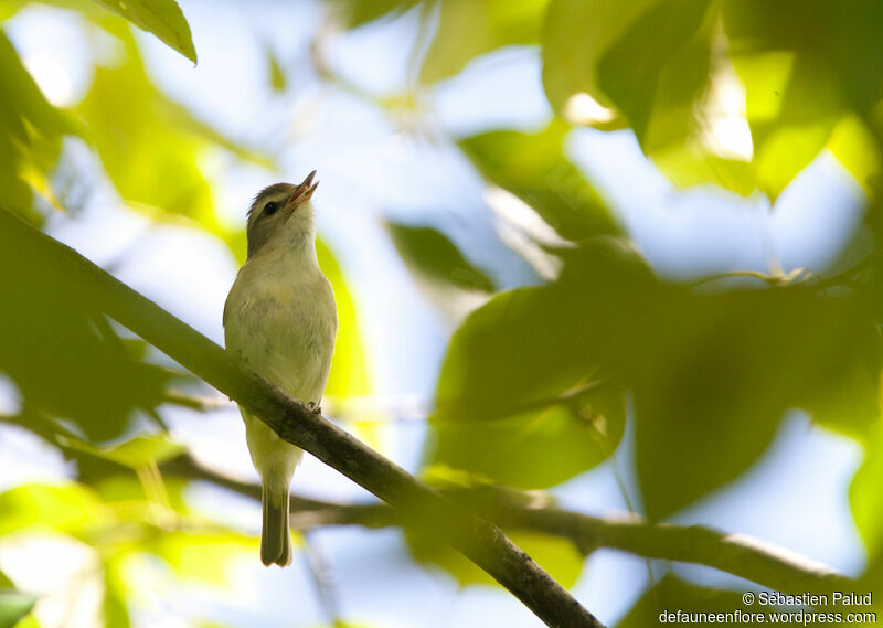 Warbling Vireoadult, identification