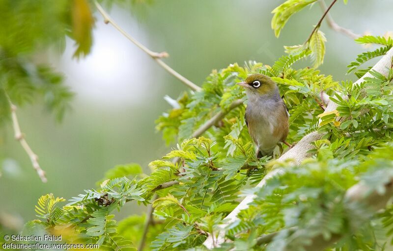 Silvereye