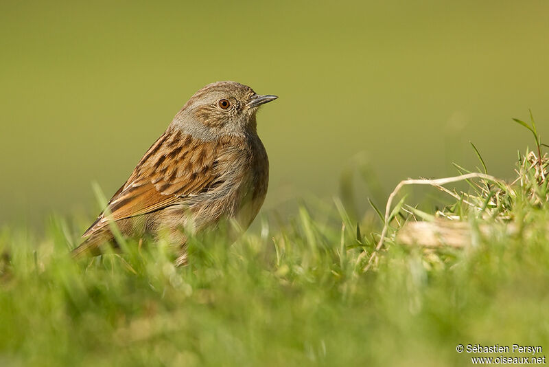 Dunnock, identification