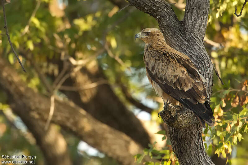 Tawny Eagleadult, identification