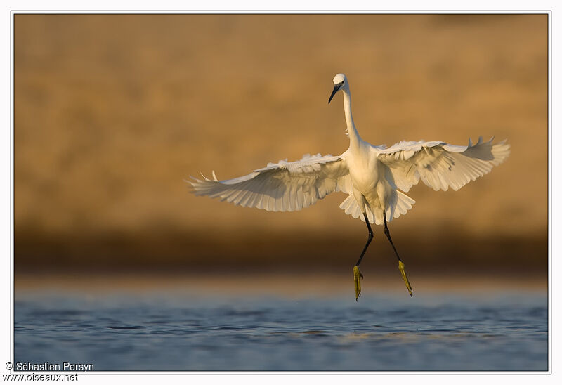 Aigrette garzette, identification, Comportement