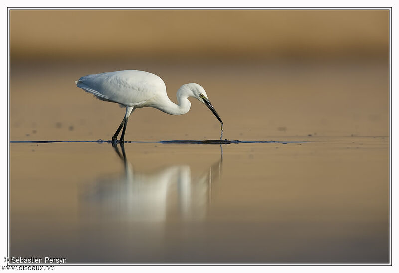 Little Egret, identification