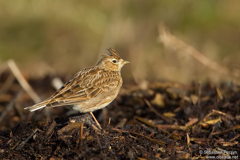 Eurasian Skylark, identification