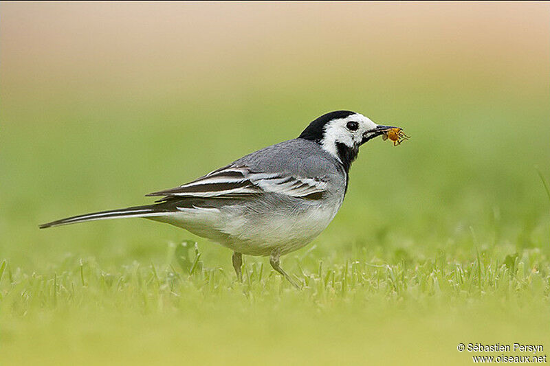 White Wagtail, identification, feeding habits