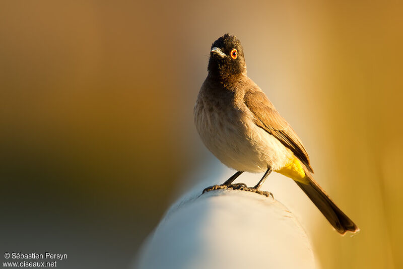 Bulbul brunoir, identification