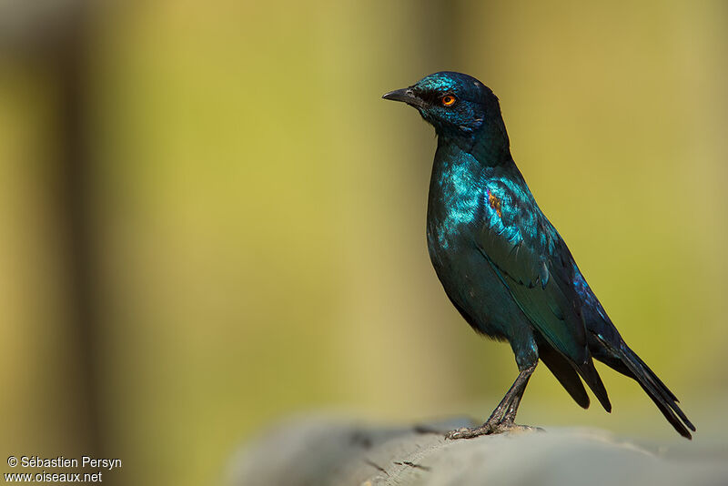 Cape Starling