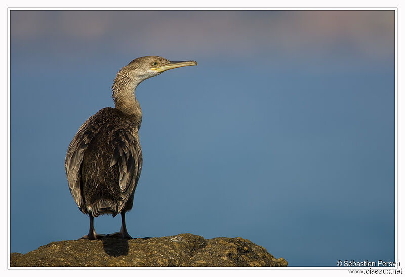 Cormoran huppéjuvénile, identification