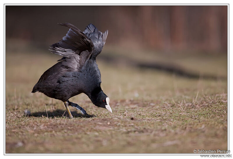 Eurasian Coot, Behaviour