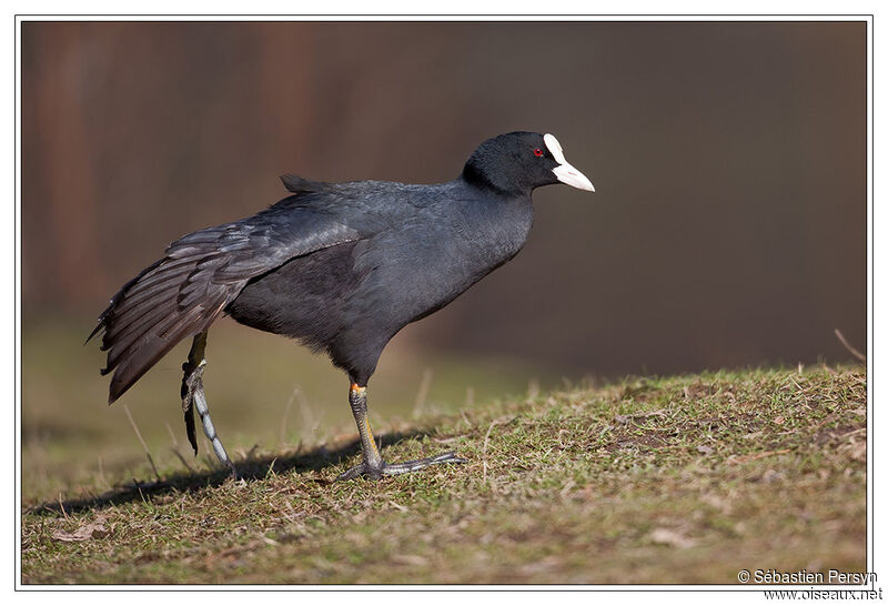 Eurasian Coot, Behaviour