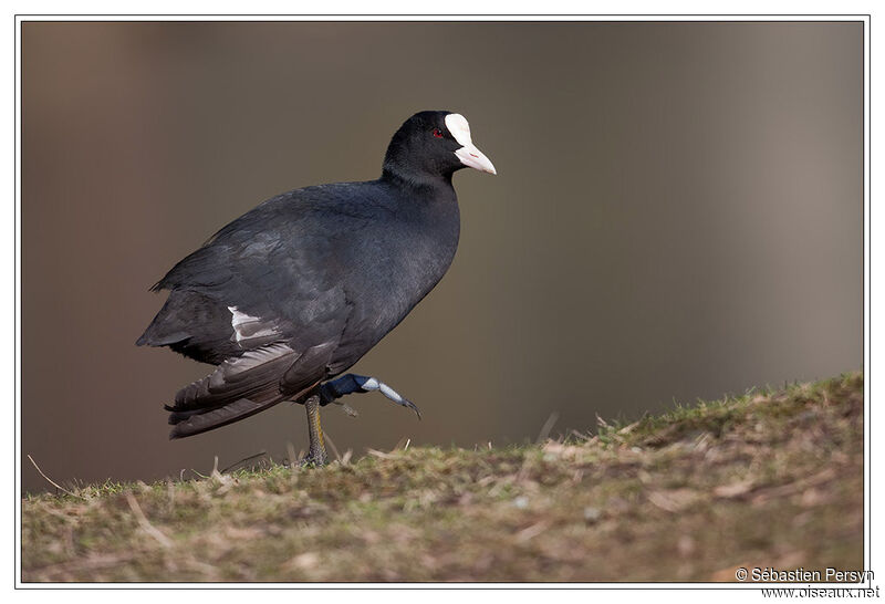 Foulque macroule, identification