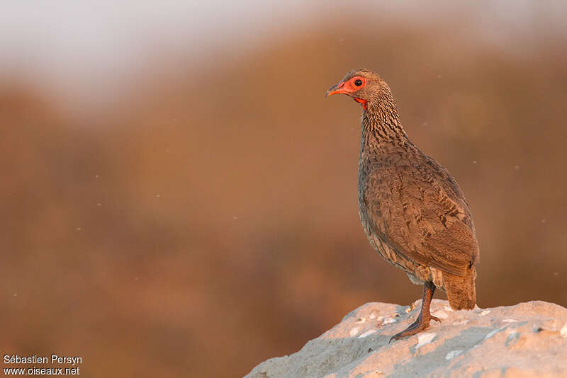 Swainson's Spurfowladult, Behaviour