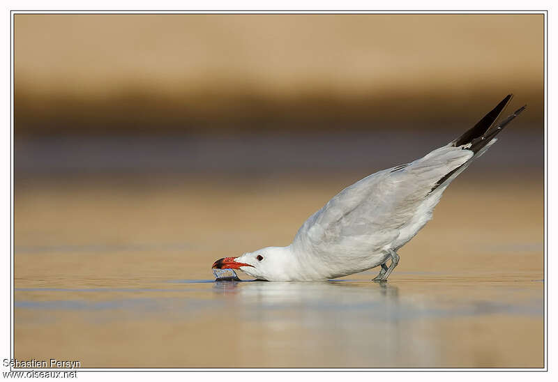 Audouin's Gullsubadult, identification, drinks, Behaviour