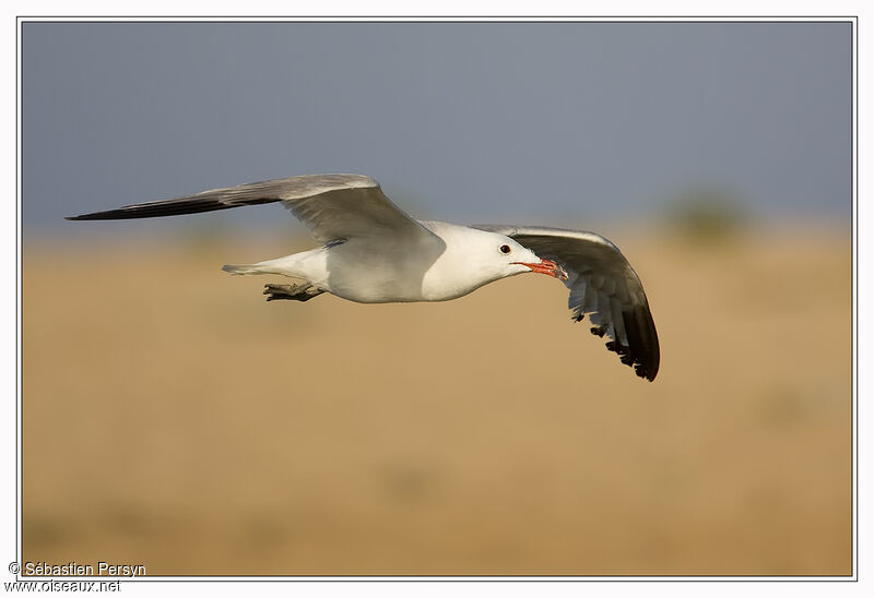 Audouin's Gull, Flight