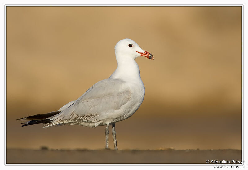 Goéland d'Audouin, identification