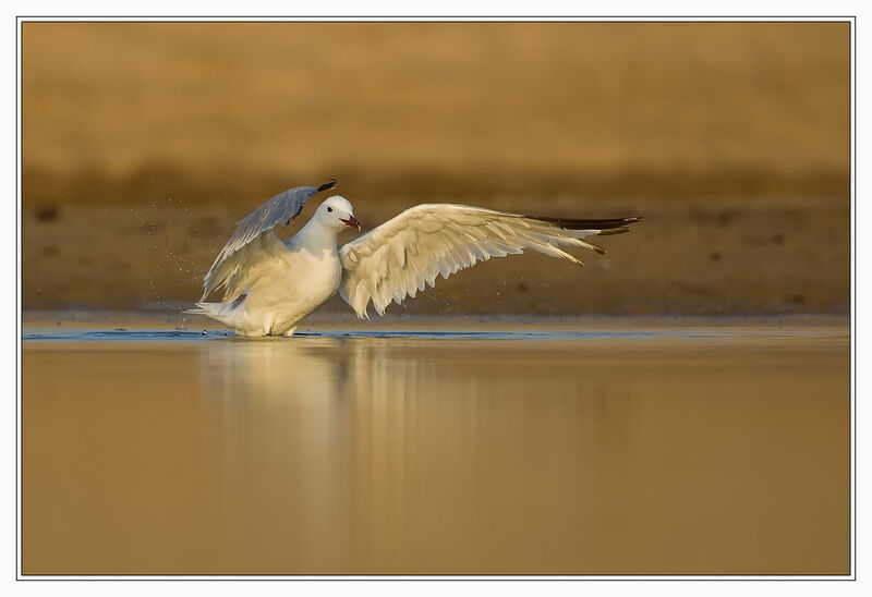 Audouin's Gull, Behaviour