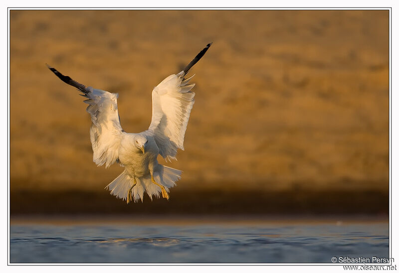 Yellow-legged Gulladult, Flight