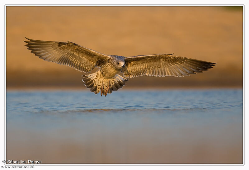 Yellow-legged Gulljuvenile, Flight