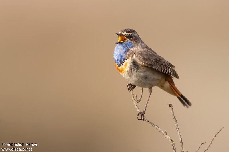 Bluethroat male adult, identification, song