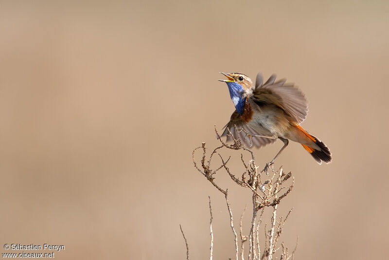 Bluethroat, Flight